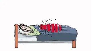 Why do Bedbugs bite us?
