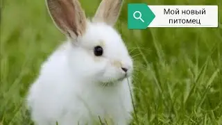 Vlog мой новый питомец /My new pet