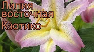 Лилия восточная Кзотико (lilium oriental xotica) 🌿 Кзотико обзор: как сажать, луковицы лилии Кзотико
