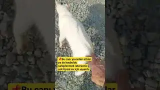 📌Bu canı ya evden attılarya da kayboldusahiplenmek istersenizçok Uysal ev için uyumlu 