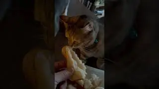 Bird Bread Kitty. We rescued these Kitties.  
