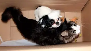 Кот и собака дружат. Кот вылизывает собаку