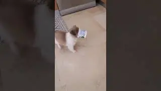 RIP Daisy 2018-23🐕🥀