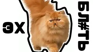 Кот говорит эх блять - мем, оригинал
