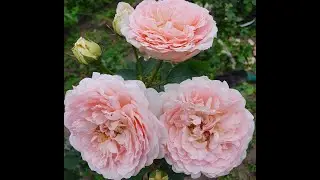 EDROSES/Троянда 🌹Клара'с Чойс (Clara's Choice)  , J.Scarman Німеччина, 2009.Шрабы (Modern Shrub)