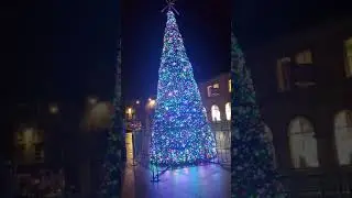 Falcon Square Christmas tree rocking out (Inverness, Scotland)