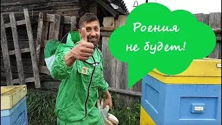 Как вывести пчёл из роевого состояния