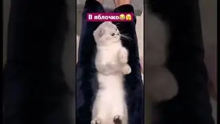 Смешные, угарные котики😂#cat #cats #кот #коты #котики #catshorts