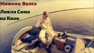 Ловля Сома на Нижней Волге, Квок!