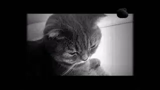 Xiufui Live in B&W