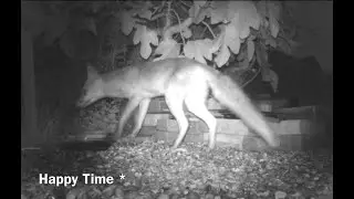 Foxes and Hedgehogs at the feeding station update