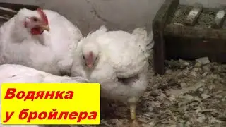 Dropsy in broilers: what to do, is it necessary to treat?