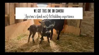 Warning: GRAPHIC CONTENT! Goat birth caught on camera!