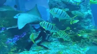 Episode 9 Dubai aquarium