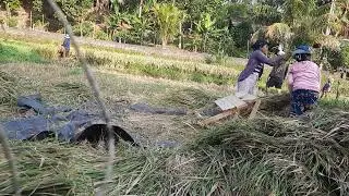 PANEN PADI PART 1