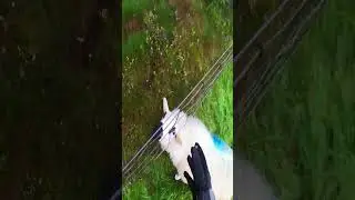 Biker rescues sheep 💜 @adriantompson