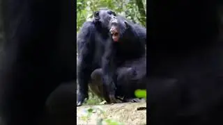 Chimpanzee mating.                  The childs reaction though!😂😂