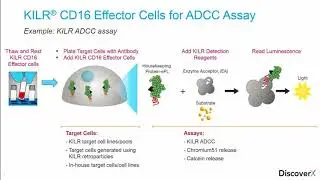 Implementing ADDC Assays in QC