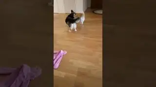 Hamish & Rusty: daily play.