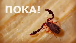 ПРОЩАЙ ЛОЖНОСКОРПИОН! ОТПУСКАЮ НА ПРИРОДУ! Exelys Media