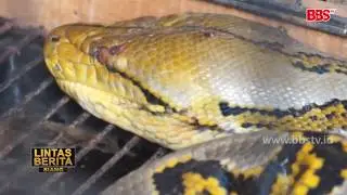 Warga Tangkap Ular Piton 50 KG