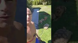 Pitbulls and Turtles #dogshorts #tortoise #pitbull