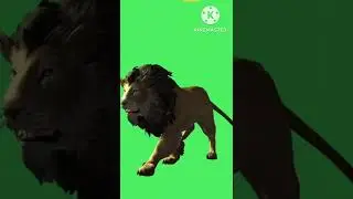 Lion walking and running cartoon green screen free to use