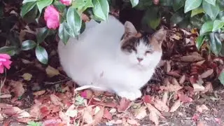 [野良猫]植え込みの中に隠れてるつもりの三毛猫が可愛すぎる！[straycat]The cat that is going to hide in the shrubbery is cute!