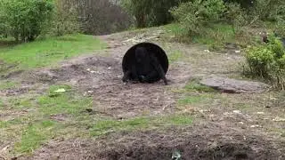 Baby gorilla evolves into turtle