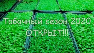 Табачный сезон 2020 открыт!!!