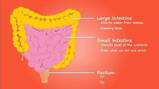 The Stomach and Intestine: Uncovering the Historical Significance of our Inner World
