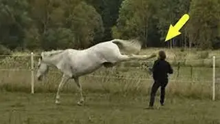 HORSE IN ACTION! Horse vs. Bull, Crocodile, Horse, Pit Bull, Rooster