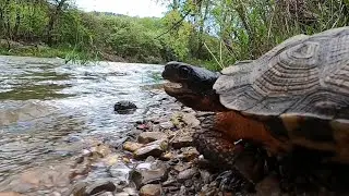 Wood Turtle sits at waters edge for 10 minutes (Glyptemys insculpta) - Endangered Species