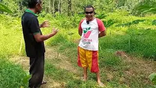 CARA MEMBERSIHKAN RUMPUT YANG MENGGANGGU TANAMAN