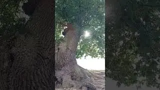 Трехсотлетний дуб #shorts #nature