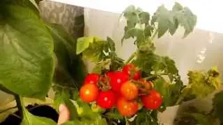 Помидоры на балконе. Июль 2014