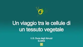 Un viaggio tra le cellule di un tessuto vegetale