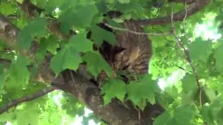 Cat hanging from tree