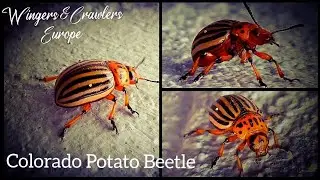 Invasive Colorado potato beetle | Potato bug | Ten -striped spearman | Ten - lined potat beetle