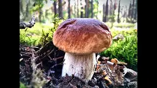 НАШЛИ СКАЗОЧНЫЕ ПОЛЯНЫ БЕЛЫХ ГРИБОВ!!! А ТАМ КАК ОКАЗАЛОСЬ БЫЛИ НЕ ТОЛЬКО БЕЛЫЕ ГРИБЫ!!!