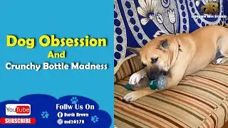 Dog Obsession And Crunchy Bottle Madness