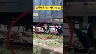 😭Live Train Accident !Train Hits Cow Crossing Railway Line At High Speed #shorts #youtubeshorts