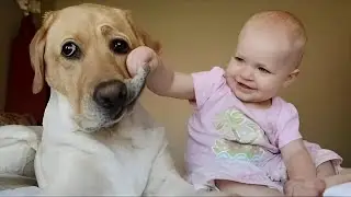 Bebés vs Animales: Los videos para morirse de la risa 🤣 #Videosderisa #Videosdebebes