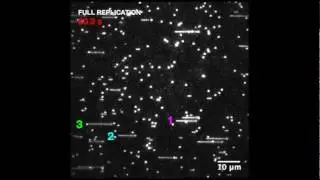 Primera filmación de la replicación del ADN