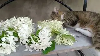 СРАВНЕНИЕ метельчатых гортензий М.Л.СПАРКЛ и ФАНТОМ  #гортензии #метельчатыегортензии