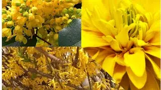 Кустарники с желтыми цветами названия