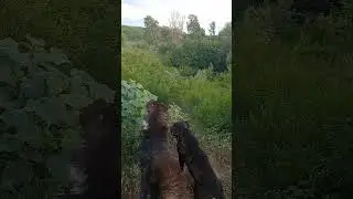На речке с собаками
