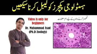 HOW TO LABEL PANELS FOR HISTOLOGY | RESEARCH | THESIS | MUHAMMAD ASAD