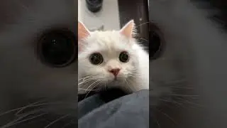 Недовольные котейки 🐈‍⬛ 🐈