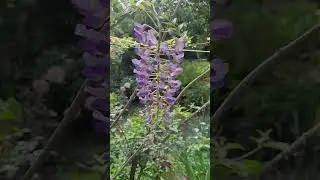 Глициния, маки.